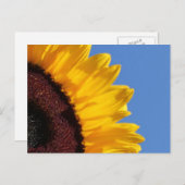Gelbe Sonnenblumen und blauer Himmel Postkarte (Vorne/Hinten)