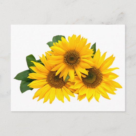 Gelbe Sonnenblumenblume, Blankokarte Postkarte (Vorderseite)