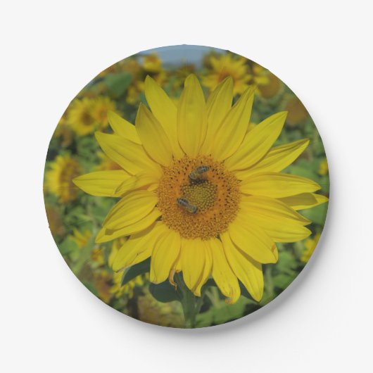 gelbe Sonnenblumenblüte Pappteller (Vorderseite)
