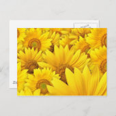 Gelbe Sonnenblumenfelder Postkarte (Vorne/Hinten)