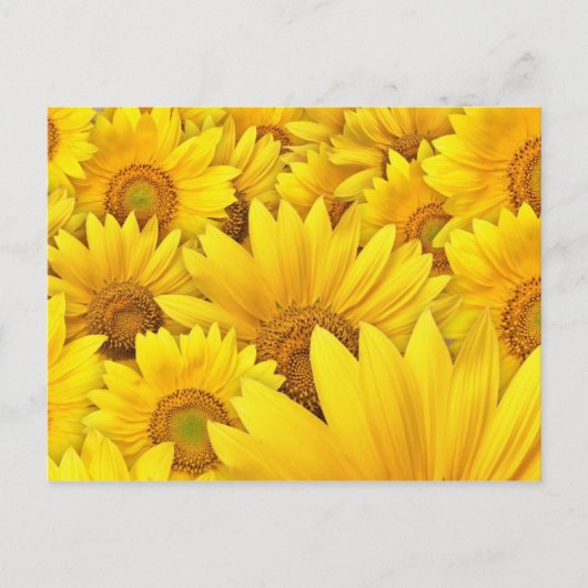 Gelbe Sonnenblumenfelder Postkarte (Vorderseite)