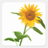Gelbe Sonnenblumenkleber Quadratischer Aufkleber (Vorderseite)