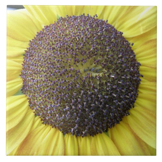 Gelbe Sonnenblumenzange Fliese (Vorderseite)