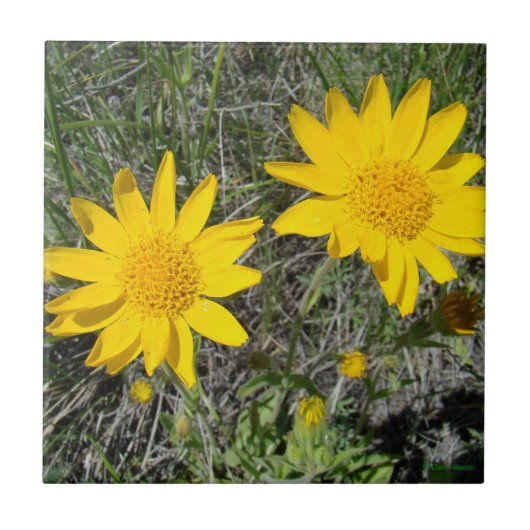 Gelbe Sonnenbraut der Wildblumen-F15 Fliese (Vorderseite)