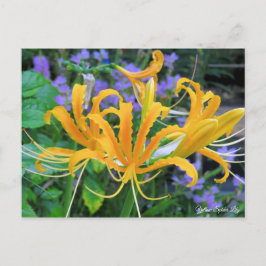 Gelbe Spinne Lily [Postkarte] Postkarte
