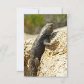Gelbe Spiny Lizard bei Joshua Tree (Vorderseite)