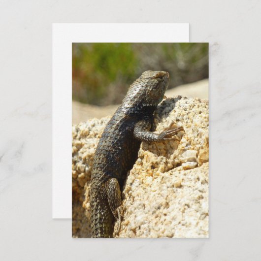 Gelbe Spiny Lizard bei Joshua Tree (Vorne/Hinten)