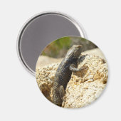 Gelbe Spiny Lizard bei Joshua Tree Magnet (Vorderseite/Rückseite)