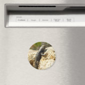 Gelbe Spiny Lizard bei Joshua Tree Magnet (In Situ (Geschirrspüler))