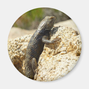 Gelbe Spiny Lizard bei Joshua Tree Magnet