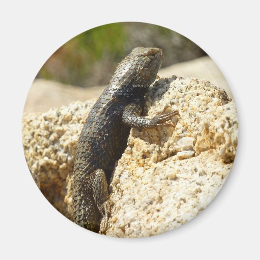 Gelbe Spiny Lizard bei Joshua Tree Magnet (Vorne)
