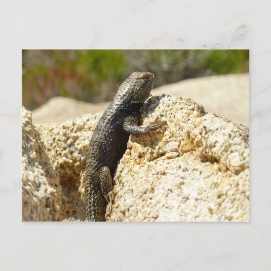 Gelbe Spiny Lizard bei Joshua Tree Postkarte (Vorderseite)