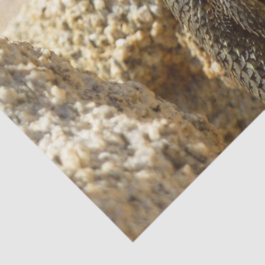 Gelbe Spiny Lizard bei Joshua Tree Seidenpapier (Detail)