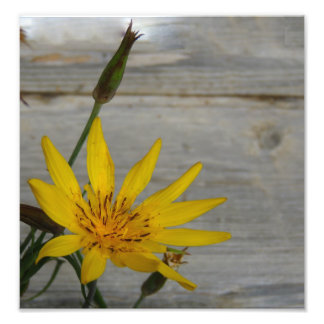 Gelbe Star-Blume Fotodruck