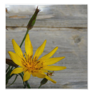 Gelbe Stern-Blume Fotodruck