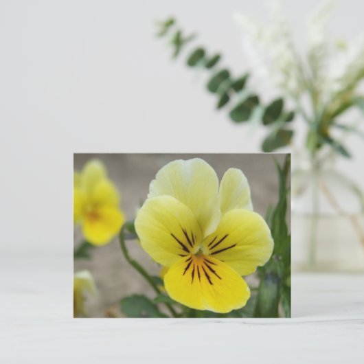 Gelbe Stiefmütterchen Postkarte (Stehend Vorderseite)