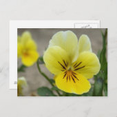 Gelbe Stiefmütterchen Postkarte (Vorne/Hinten)