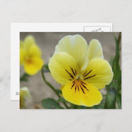 Gelbe Stiefmütterchen Postkarte (Vorne/Hinten)