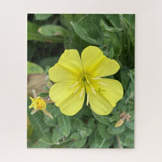 Gelbe Strand-Abendprimel, Oakland Puzzle (Vertikal)