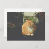 Gelbe Tafel niedliche streunende Katze Postkarte (Vorne/Hinten)