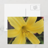 Gelbe Tageslilie # 2 Postkarte (Vorne/Hinten)