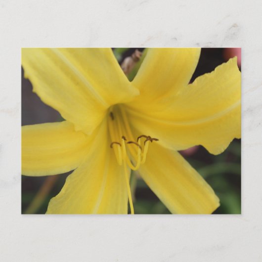 Gelbe Tageslilie # 2 Postkarte (Vorderseite)