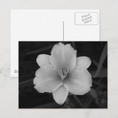 Gelbe Tageslilie Postkarte (Vorne/Hinten)