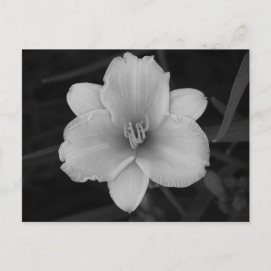 Gelbe Tageslilie Postkarte (Vorderseite)