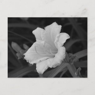 Gelbe Tageslilie Postkarte