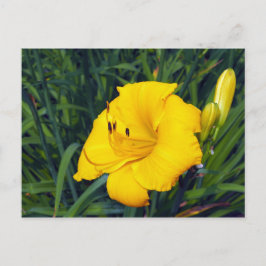 Gelbe Taglilie 13 Leere Postkarte