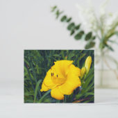 Gelbe Taglilie 13 Leere Postkarte (Stehend Vorderseite)