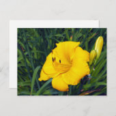 Gelbe Taglilie 13 Leere Postkarte (Vorne/Hinten)