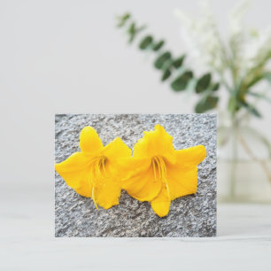 Gelbe Taglilie Blume in voller Blüte Postkarte