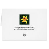 Gelbe Taglilie Blume mit Rot, Hemerocallien: (Rückseite Horizontal)