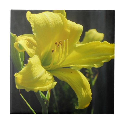 Gelbe Taglilie Fliese (Vorderseite)