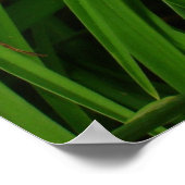 Gelbe Taglilien Poster (Ecke)