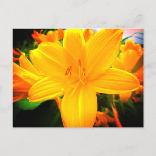 Gelbe Taglilienblumen Sonnig Garten Postkarte