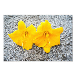 gelbe Taglilienblüten in voller Blüte Fotodruck