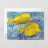 Gelbe Tangs Postkarte (Vorne/Hinten)