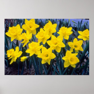 gelbe Trompete-Narzissen, Blumen "Königs Alfred" Poster