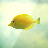 Gelbe tropische Fische Fensteraufkleber (Blatt 3)