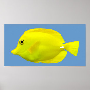 Gelbe tropische Fische Tangs Poster
