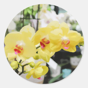 Gelbe tropische Orchid-Blume Runder Aufkleber