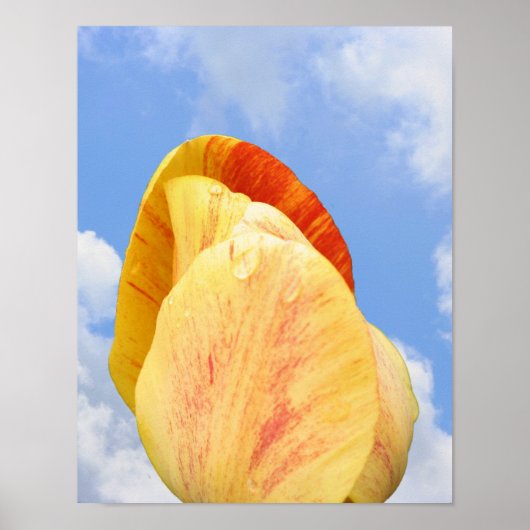 Gelbe Tulip-Blume auf blauem Himmel Poster (Vorne)