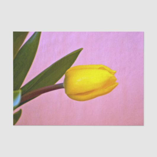 Gelbe Tulip, grüne Blätter, rosa Seidenpapier (Vorderseite)