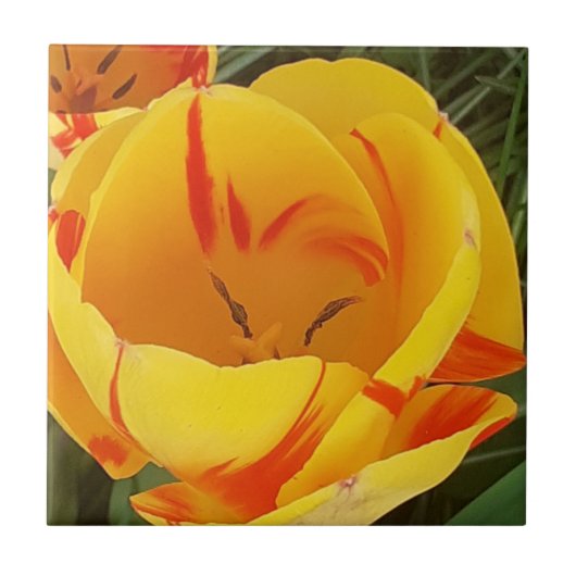 Gelbe Tulip Keramik Tile Fliese (Vorderseite)