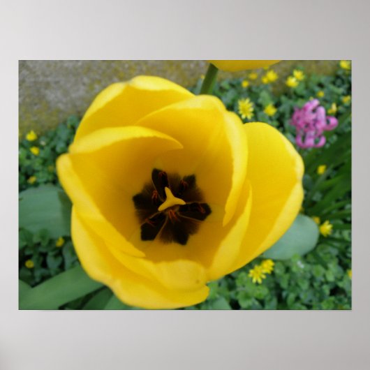 Gelbe Tulip Macro Print Poster (Vorne)