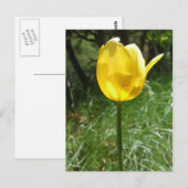 Gelbe Tulip Postkarte (Vorne/Hinten)