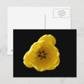 Gelbe Tulip Postkarte (Vorne/Hinten)