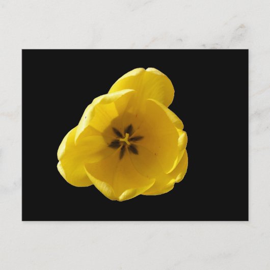 Gelbe Tulip Postkarte (Vorderseite)
